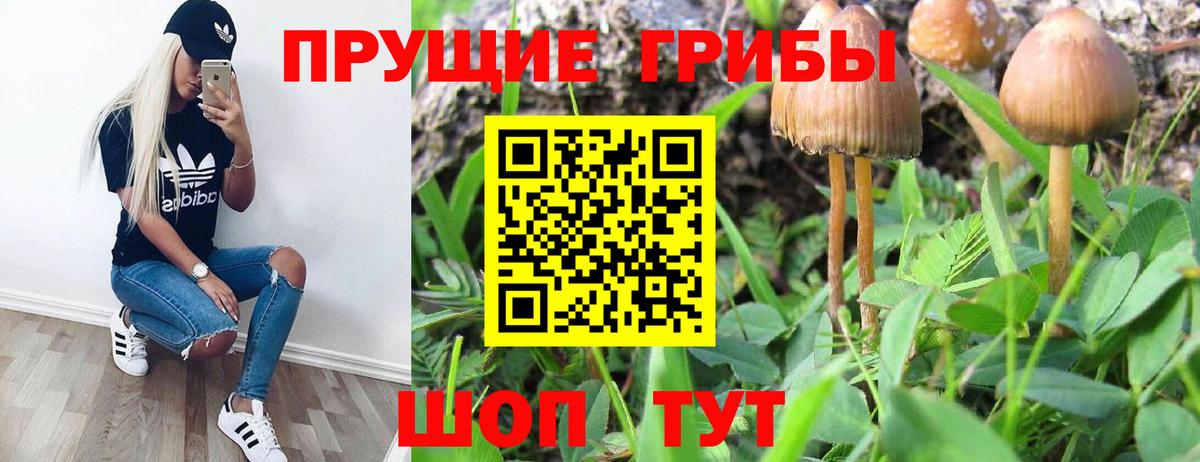 Псилоцибиновые грибы GOLDEN TEACHER Волжск